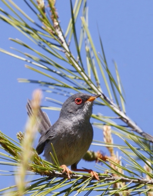 Zweedse vogelaars wezen ons op deze grasmus.  Zelf zouden we hme niet ontdekt hebben.