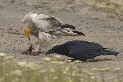 <i class='fa fa-user'></i>&nbsp;Gerard Visser&nbsp;|   Raaf&nbsp; <i class='fa fa-eye'>&nbsp;269</i> &nbsp; <i class='fa fa-comment-o'>&nbsp;10</i>