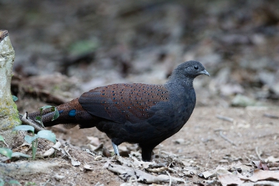 <i class='fa fa-user'></i>&nbsp;Kees de Jager&nbsp;|   Rothschilds Pauwfazant&nbsp; <i class='fa fa-eye'>&nbsp;183</i> &nbsp; <i class='fa fa-comment-o'>&nbsp;2</i>