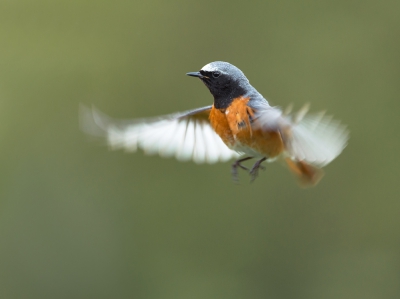 <i class='fa fa-user'></i>&nbsp;Ton D�pp&nbsp;|   Gekraagde Roodstaart&nbsp; <i class='fa fa-eye'>&nbsp;409</i> &nbsp;<i class='fa fa-thumbs-up'>&nbsp;5</i> &nbsp; <i class='fa fa-comment-o'>&nbsp;6</i>