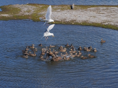 <i class='fa fa-user'></i>&nbsp;guido mwm&nbsp;|   Grote Burgemeester&nbsp; <i class='fa fa-eye'>&nbsp;537</i> &nbsp;<i class='fa fa-thumbs-up'>&nbsp;1</i> &nbsp; <i class='fa fa-comment-o'>&nbsp;22</i>