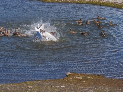 <i class='fa fa-user'></i>&nbsp;guido mwm&nbsp;|   Grote Burgemeester&nbsp; <i class='fa fa-eye'>&nbsp;497</i> &nbsp; <i class='fa fa-comment-o'>&nbsp;4</i>