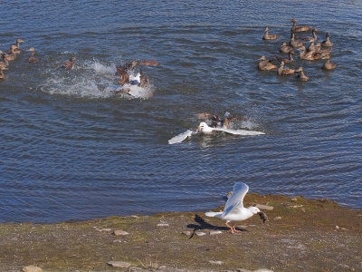 <i class='fa fa-user'></i>&nbsp;guido mwm&nbsp;|   Grote Burgemeester&nbsp; <i class='fa fa-eye'>&nbsp;563</i> &nbsp; <i class='fa fa-comment-o'>&nbsp;10</i>