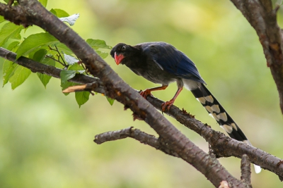 <i class='fa fa-user'></i>&nbsp;hansgans&nbsp;|   Taiwankitta&nbsp; <i class='fa fa-eye'>&nbsp;310</i> &nbsp;<i class='fa fa-thumbs-up'>&nbsp;2</i> &nbsp; <i class='fa fa-comment-o'>&nbsp;5</i>