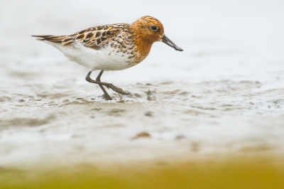 <i class='fa fa-user'></i>&nbsp;Billy&nbsp;|   Lepelbekstrandloper&nbsp; <i class='fa fa-eye'>&nbsp;329</i> &nbsp;<i class='fa fa-thumbs-up'>&nbsp;4</i> &nbsp; <i class='fa fa-comment-o'>&nbsp;9</i>