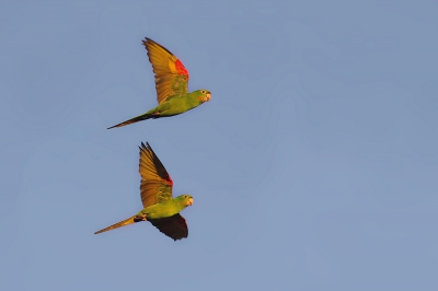 <i class='fa fa-user'></i>&nbsp;Brasil&nbsp;|   Witoogaratinga&nbsp; <i class='fa fa-eye'>&nbsp;237</i> &nbsp; <i class='fa fa-comment-o'>&nbsp;1</i>