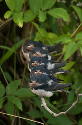 <i class='fa fa-user'></i>&nbsp;P.Teune&nbsp;|   Boerenzwaluw&nbsp; <i class='fa fa-eye'>&nbsp;766</i> &nbsp;<i class='fa fa-thumbs-up'>&nbsp;18</i> &nbsp; <i class='fa fa-comment-o'>&nbsp;20</i>