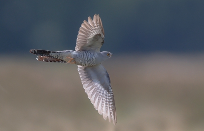 <i class='fa fa-user'></i>&nbsp;Jan van der Linden&nbsp;|   Koekoek&nbsp; <i class='fa fa-eye'>&nbsp;526</i> &nbsp;<i class='fa fa-thumbs-up'>&nbsp;13</i> &nbsp; <i class='fa fa-comment-o'>&nbsp;13</i>