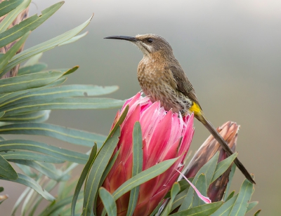 <i class='fa fa-user'></i>&nbsp;Eric van Roon&nbsp;|   Kaapse Suikervogel&nbsp; <i class='fa fa-eye'>&nbsp;327</i> &nbsp;<i class='fa fa-thumbs-up'>&nbsp;2</i> &nbsp; <i class='fa fa-comment-o'>&nbsp;6</i>