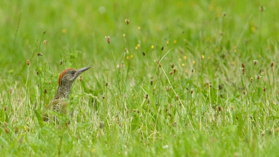 Er foerageert nog steeds n juveniele Groene Specht op de parkeerplaats (zie mijn vorige upload). Deze maakt af en toe een uitstapje naar het grasveldje. Ik heb hem hier maar even de ruimte gegeven.....