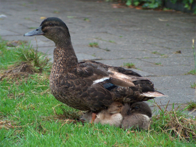 Onder moeders achterwerk
zaten ze in de regen