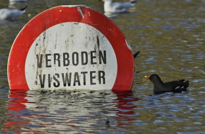 In de parkvijver van Franeker mag blijkbaar niet gevist worden; of denkt de waterhoen misschien terecht dat het verboden is om het vissen te verbieden....