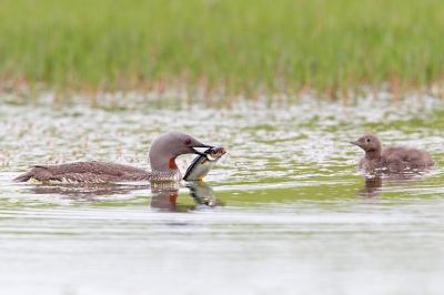 <i class='fa fa-user'></i>&nbsp;michiel schaap&nbsp;|   Roodkeelduiker&nbsp; <i class='fa fa-eye'>&nbsp;413</i> &nbsp; <i class='fa fa-comment-o'>&nbsp;2</i>