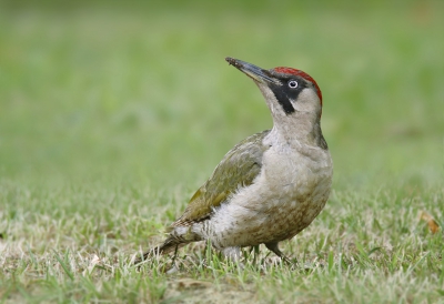 <i class='fa fa-user'></i>&nbsp;Gejo Wassink&nbsp;|   Groene Specht&nbsp; <i class='fa fa-eye'>&nbsp;292</i> &nbsp;<i class='fa fa-thumbs-up'>&nbsp;2</i> &nbsp; <i class='fa fa-comment-o'>&nbsp;7</i>