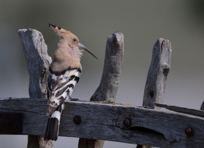 De eerste foto op deze trip en dan nog wel in eigen tuin. Het kon niet mooier beginnen. Nog dagenlang van deze vogels en hun geroep kunnen genieten. Zittend op zo'n oud hek maakt het plaatje voor mij helemaal af.