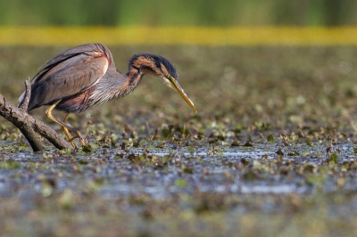 In een schuilhutje bij de bijeneters zitten was al fantastisch (Bedankt voor de reacties trouwens!). Qua natuurbeleving vond ik dit echter nog beter. Een voormiddag samen met het gezin op een bootje met rond ons zowat alle Europese reigers, fantastisch!