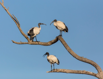 <i class='fa fa-user'></i>&nbsp;Eric van Roon&nbsp;|   Heilige Ibis&nbsp; <i class='fa fa-eye'>&nbsp;369</i> &nbsp;<i class='fa fa-thumbs-up'>&nbsp;3</i> &nbsp; <i class='fa fa-comment-o'>&nbsp;6</i>