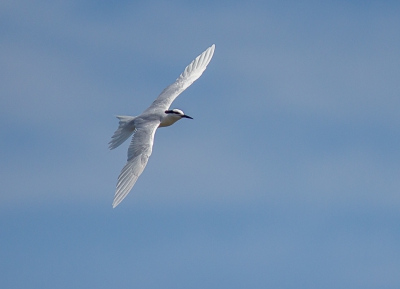 <i class='fa fa-user'></i>&nbsp;hansgans&nbsp;|   Zwartnekstern&nbsp; <i class='fa fa-eye'>&nbsp;250</i> &nbsp; <i class='fa fa-comment-o'>&nbsp;3</i>