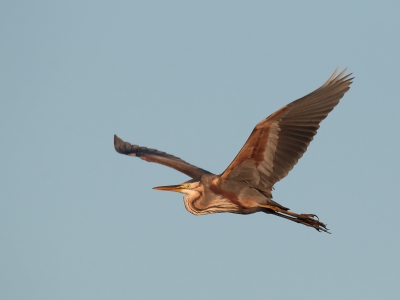 Deze Purperreiger kwam laag over de rijstvelden aanvliegen en gaf mij alle tijd om er fotos van te maken. Nu nog even van genieten voordat zij weer wegtrekken.