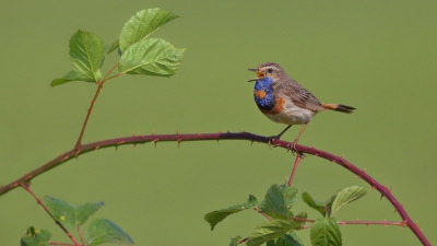 <i class='fa fa-user'></i>&nbsp;sam&nbsp;|   Blauwborst&nbsp; <i class='fa fa-eye'>&nbsp;467</i> &nbsp;<i class='fa fa-thumbs-up'>&nbsp;3</i> &nbsp; <i class='fa fa-comment-o'>&nbsp;5</i>