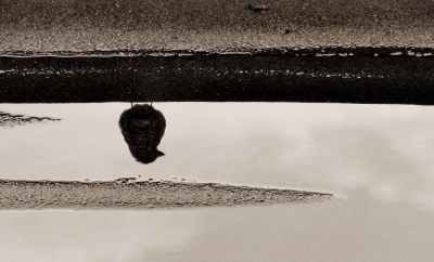 <i class='fa fa-user'></i>&nbsp;Anneke66&nbsp;|   Huismus&nbsp; <i class='fa fa-eye'>&nbsp;777</i> &nbsp;<i class='fa fa-thumbs-up'>&nbsp;8</i> &nbsp; <i class='fa fa-comment-o'>&nbsp;14</i>