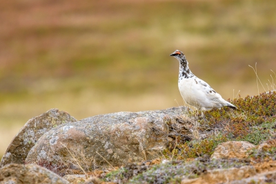 <i class='fa fa-user'></i>&nbsp;jwchess&nbsp;|   Alpensneeuwhoen&nbsp; <i class='fa fa-eye'>&nbsp;353</i> &nbsp;<i class='fa fa-thumbs-up'>&nbsp;1</i> &nbsp; <i class='fa fa-comment-o'>&nbsp;7</i>