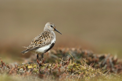 <i class='fa fa-user'></i>&nbsp;Frank Kremer&nbsp;|   Bonte Strandloper&nbsp; <i class='fa fa-eye'>&nbsp;481</i> &nbsp;<i class='fa fa-thumbs-up'>&nbsp;5</i> &nbsp; <i class='fa fa-comment-o'>&nbsp;8</i>