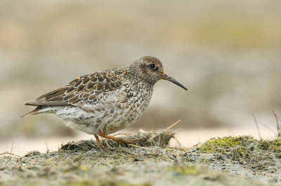 <i class='fa fa-user'></i>&nbsp;Frank Kremer&nbsp;|   Paarse Strandloper&nbsp; <i class='fa fa-eye'>&nbsp;413</i> &nbsp;<i class='fa fa-thumbs-up'>&nbsp;5</i> &nbsp; <i class='fa fa-comment-o'>&nbsp;7</i>