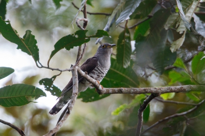 <i class='fa fa-user'></i>&nbsp;Kees de Jager&nbsp;|   Kortvleugelkoekoek&nbsp; <i class='fa fa-eye'>&nbsp;240</i> &nbsp; <i class='fa fa-comment-o'>&nbsp;2</i>