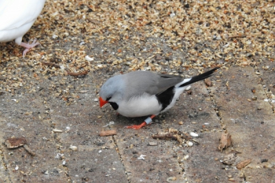 in de vlindertuin Vlindorado in Waarland, maar kon daar geen naambordjes vinden en kon het ook niet vragen aan medewerkers