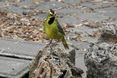 in de vlinder- en vogeltuin Vlindorado in Waarland, kon geen bordjes vinden en ook niet vragen