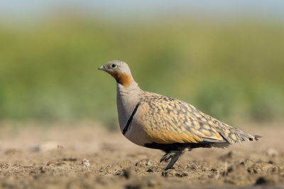 <i class='fa fa-user'></i>&nbsp;david&nbsp;|   Zwartbuikzandhoen&nbsp; <i class='fa fa-eye'>&nbsp;306</i> &nbsp;<i class='fa fa-thumbs-up'>&nbsp;5</i> &nbsp; <i class='fa fa-comment-o'>&nbsp;9</i>