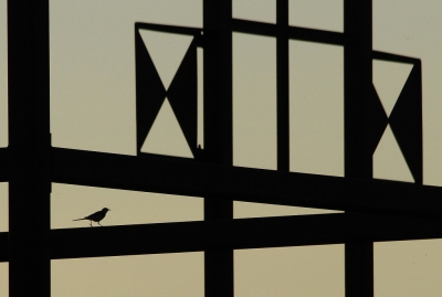 <i class='fa fa-user'></i>&nbsp;Fons Hoiting&nbsp;|   Witte Kwikstaart&nbsp; <i class='fa fa-eye'>&nbsp;344</i> &nbsp;<i class='fa fa-thumbs-up'>&nbsp;10</i> &nbsp; <i class='fa fa-comment-o'>&nbsp;8</i>