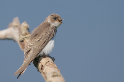 <i class='fa fa-user'></i>&nbsp;Harry Jamont&nbsp;|   Oeverzwaluw&nbsp; <i class='fa fa-eye'>&nbsp;324</i> &nbsp; <i class='fa fa-comment-o'>&nbsp;3</i>