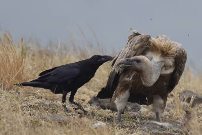 <i class='fa fa-user'></i>&nbsp;Gerard Visser&nbsp;|   Raaf&nbsp; <i class='fa fa-eye'>&nbsp;471</i> &nbsp;<i class='fa fa-thumbs-up'>&nbsp;8</i> &nbsp; <i class='fa fa-comment-o'>&nbsp;17</i>