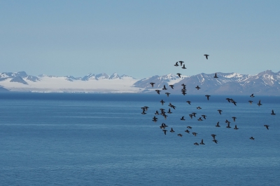 <i class='fa fa-user'></i>&nbsp;guido mwm&nbsp;|   Kleine Alk&nbsp; <i class='fa fa-eye'>&nbsp;356</i> &nbsp;<i class='fa fa-thumbs-up'>&nbsp;1</i> &nbsp; <i class='fa fa-comment-o'>&nbsp;19</i>