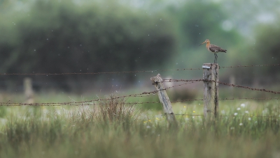 <i class='fa fa-user'></i>&nbsp;Jan van der Linden&nbsp;|   Grutto&nbsp; <i class='fa fa-eye'>&nbsp;385</i> &nbsp;<i class='fa fa-thumbs-up'>&nbsp;6</i> &nbsp; <i class='fa fa-comment-o'>&nbsp;7</i>