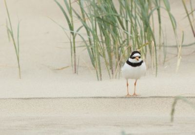 Bontbekplevier in een zandstorm op het strand van Vlieland.