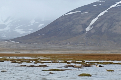 <i class='fa fa-user'></i>&nbsp;Frank Kremer&nbsp;|   Koningseider&nbsp; <i class='fa fa-eye'>&nbsp;431</i> &nbsp;<i class='fa fa-thumbs-up'>&nbsp;2</i> &nbsp; <i class='fa fa-comment-o'>&nbsp;11</i>