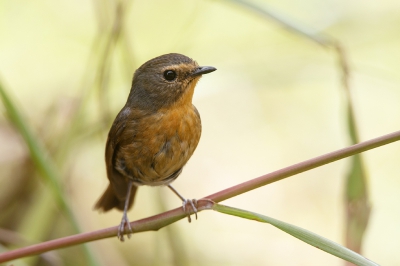 <i class='fa fa-user'></i>&nbsp;Kees de Jager&nbsp;|   Witbrauwvliegenvanger&nbsp; <i class='fa fa-eye'>&nbsp;182</i> &nbsp; <i class='fa fa-comment-o'>&nbsp;1</i>