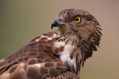 <i class='fa fa-user'></i>&nbsp;Johan G&nbsp;|   Wespendief&nbsp; <i class='fa fa-eye'>&nbsp;762</i> &nbsp;<i class='fa fa-thumbs-up'>&nbsp;25</i> &nbsp; <i class='fa fa-comment-o'>&nbsp;18</i>