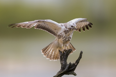 <i class='fa fa-user'></i>&nbsp;ep&nbsp;|   Buizerd&nbsp; <i class='fa fa-eye'>&nbsp;534</i> &nbsp;<i class='fa fa-thumbs-up'>&nbsp;4</i> &nbsp; <i class='fa fa-comment-o'>&nbsp;7</i>