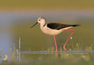 <i class='fa fa-user'></i>&nbsp;Henk Laverman&nbsp;|   Steltkluut&nbsp; <i class='fa fa-eye'>&nbsp;675</i> &nbsp;<i class='fa fa-thumbs-up'>&nbsp;25</i> &nbsp; <i class='fa fa-comment-o'>&nbsp;24</i>