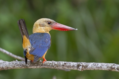 <i class='fa fa-user'></i>&nbsp;Thomas Luiten&nbsp;|   Ooievaarsbekijsvogel&nbsp; <i class='fa fa-eye'>&nbsp;496</i> &nbsp;<i class='fa fa-thumbs-up'>&nbsp;11</i> &nbsp; <i class='fa fa-comment-o'>&nbsp;10</i>