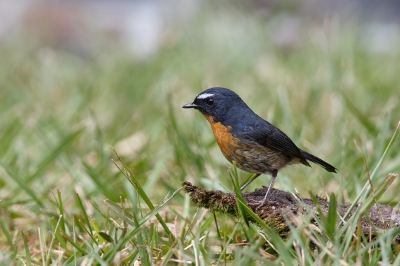 <i class='fa fa-user'></i>&nbsp;Kees de Jager&nbsp;|   Witbrauwvliegenvanger&nbsp; <i class='fa fa-eye'>&nbsp;236</i> &nbsp; <i class='fa fa-comment-o'>&nbsp;2</i>