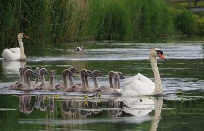 <i class='fa fa-user'></i>&nbsp;sieb&nbsp;|   Knobbelzwaan&nbsp; <i class='fa fa-eye'>&nbsp;399</i> &nbsp;<i class='fa fa-thumbs-up'>&nbsp;4</i> &nbsp; <i class='fa fa-comment-o'>&nbsp;19</i>