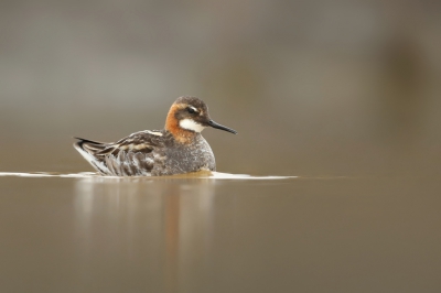 <i class='fa fa-user'></i>&nbsp;Frank Kremer&nbsp;|   Grauwe Franjepoot&nbsp; <i class='fa fa-eye'>&nbsp;827</i> &nbsp;<i class='fa fa-thumbs-up'>&nbsp;29</i> &nbsp; <i class='fa fa-comment-o'>&nbsp;25</i>