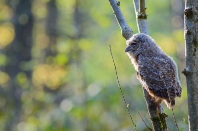 <i class='fa fa-user'></i>&nbsp;Sjoerd Schimmel&nbsp;|   Bosuil&nbsp; <i class='fa fa-eye'>&nbsp;546</i> &nbsp;<i class='fa fa-thumbs-up'>&nbsp;6</i> &nbsp; <i class='fa fa-comment-o'>&nbsp;8</i>