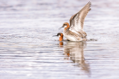 <i class='fa fa-user'></i>&nbsp;jwchess&nbsp;|   Grauwe Franjepoot&nbsp; <i class='fa fa-eye'>&nbsp;352</i> &nbsp;<i class='fa fa-thumbs-up'>&nbsp;1</i> &nbsp; <i class='fa fa-comment-o'>&nbsp;2</i>