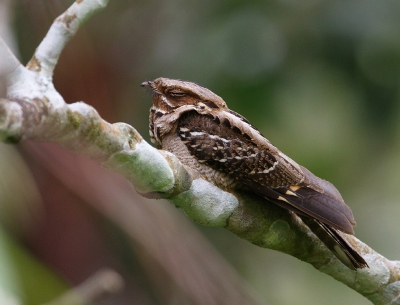 <i class='fa fa-user'></i>&nbsp;Kees de Jager&nbsp;|   Horsfields Nachtzwaluw&nbsp; <i class='fa fa-eye'>&nbsp;350</i> &nbsp; <i class='fa fa-comment-o'>&nbsp;5</i>